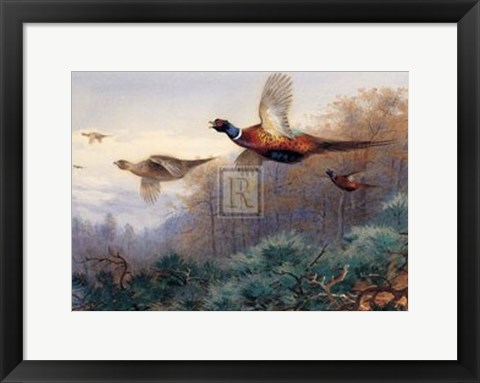 Framed Pheasants in Flight (LE) Print