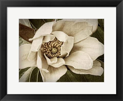 Framed Classic Magnolia I Print