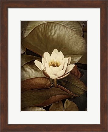 Framed Lily Pad Single Print