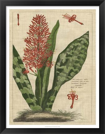 Framed Botanical Study on Linen I Print