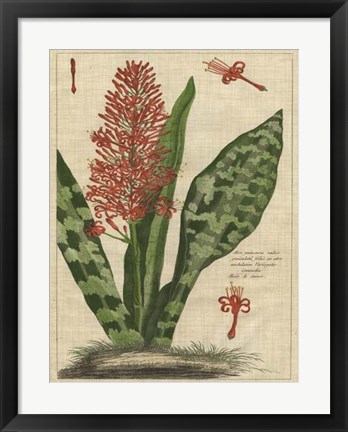 Framed Botanical Study on Linen I Print