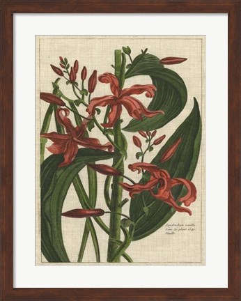 Framed Botanical Study on Linen III Print