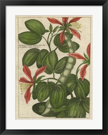 Framed Botanical Study on Linen VI Print