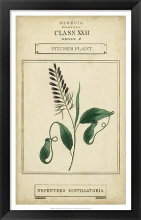 Framed Linnaean Botany II Print