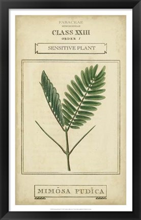 Framed Linnaean Botany IV Print