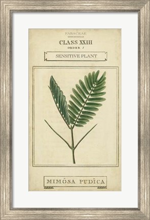 Framed Linnaean Botany IV Print