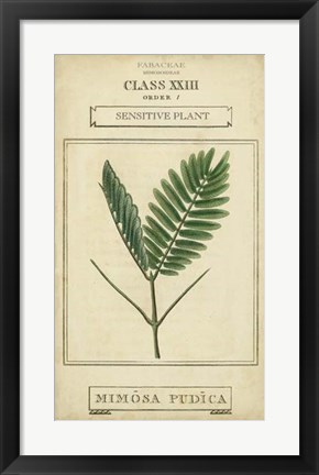 Framed Linnaean Botany IV Print