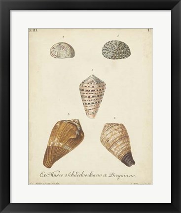 Framed Antique Knorr Shells I Print