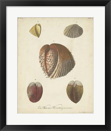 Framed Antique Knorr Shells II Print