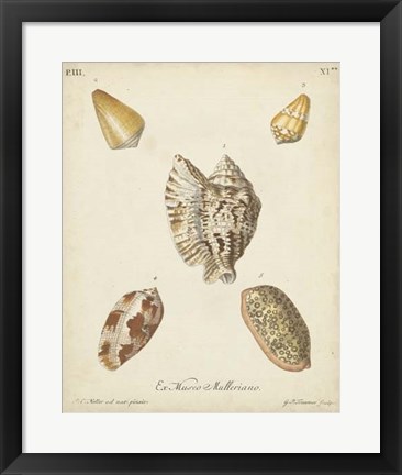 Framed Antique Knorr Shells III Print