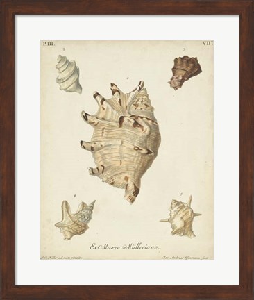 Framed Antique Knorr Shells IV Print