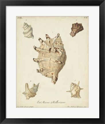 Framed Antique Knorr Shells IV Print