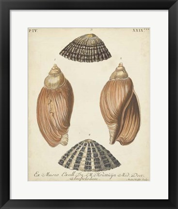 Framed Antique Knorr Shells V Print