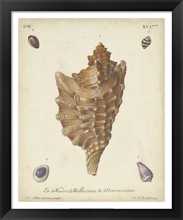 Framed Antique Knorr Shells VI Print