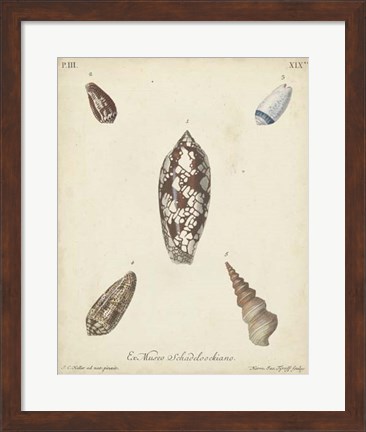 Framed Antique Knorr Shells VII Print