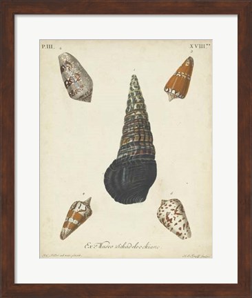 Framed Antique Knorr Shells VIII Print