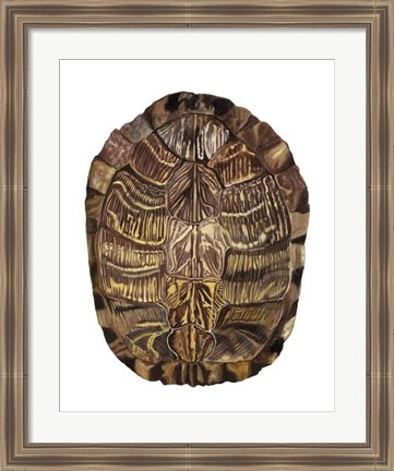 Framed Tortoise Shell Detail I Print