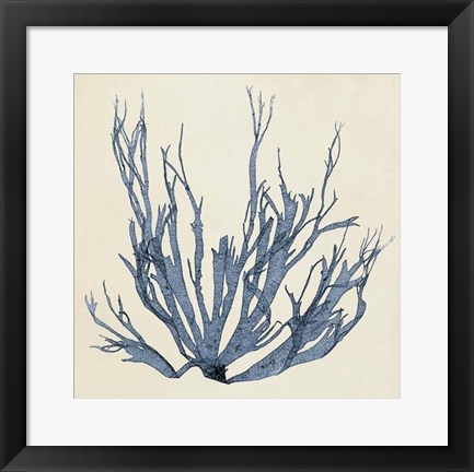 Framed Coastal Seaweed I Print