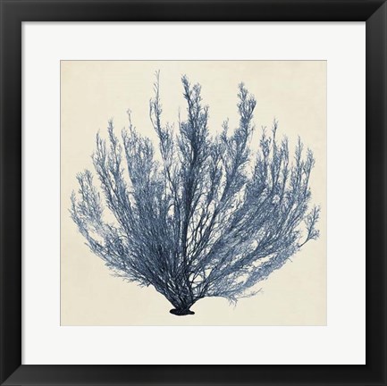 Framed Coastal Seaweed III Print