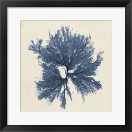 Framed Coastal Seaweed V Print