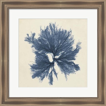 Framed Coastal Seaweed V Print