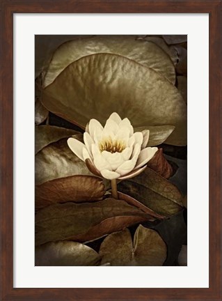 Framed Lily Pad Duo II Print