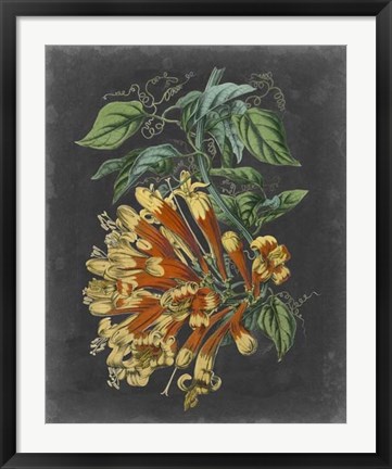 Framed Dramatic Tropical Beauty II Print