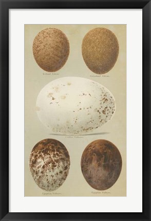 Framed Antique Bird Egg Study III Print