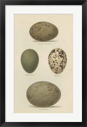 Framed Antique Bird Egg Study V Print