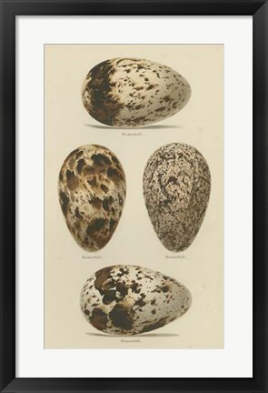 Framed Antique Bird Egg Study VI Print