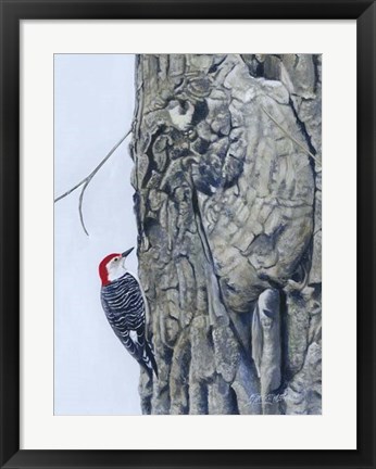 Framed Red Bellied Woodpecker I Print