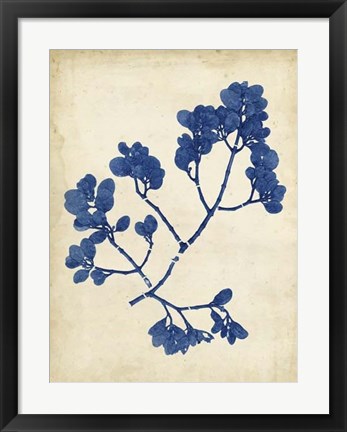 Framed Indigo Leaf Study III Print