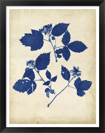 Framed Indigo Leaf Study VI Print