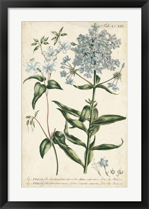 Framed Chambray Botanical II Print