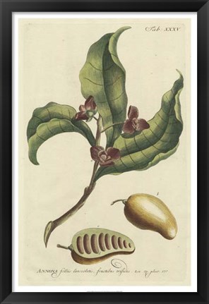 Framed Miller Foliage &amp; Fruit II Print