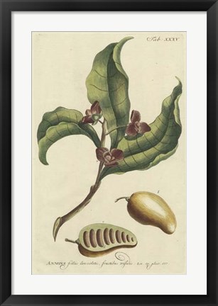 Framed Miller Foliage &amp; Fruit II Print