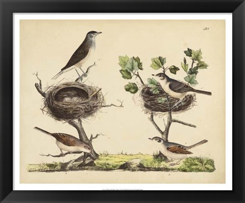 Framed Wrens, Warblers &amp; Nests I Print