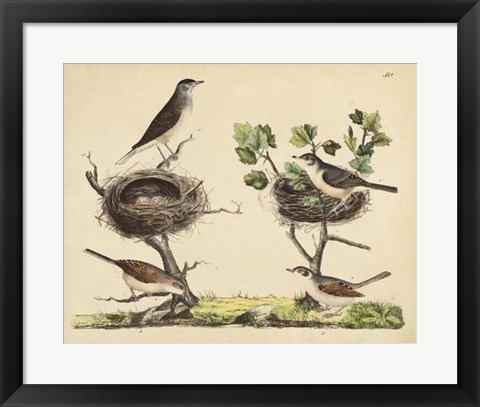 Framed Wrens, Warblers &amp; Nests I Print