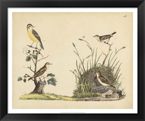 Framed Wrens, Warblers &amp; Nests II Print