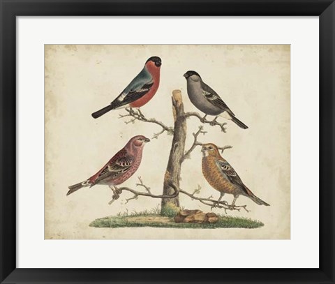 Framed Bull Finches Print