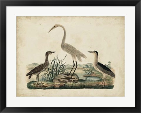 Framed Great White Heron &amp; Night Heron Print