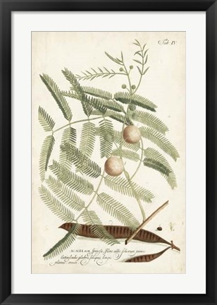 Framed Miller Ferns II Print