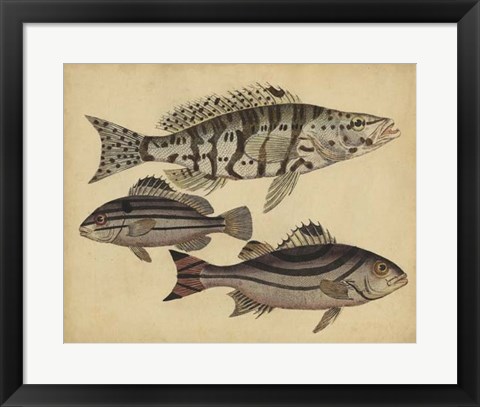 Framed Species of Fish I Print