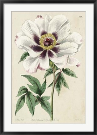 Framed Imperial Floral II Print