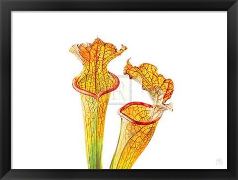 Framed Rosie Sanders - Pitcher Plants II [Ed 99] Print