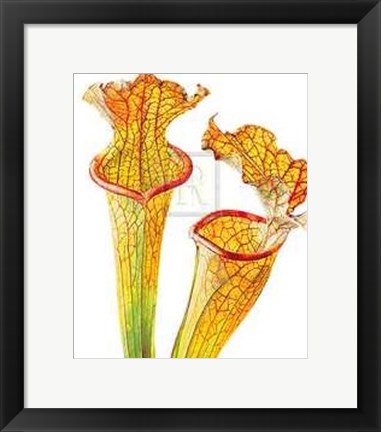 Framed Rosie Sanders - Pitcher Plants II [Ed 99] Print