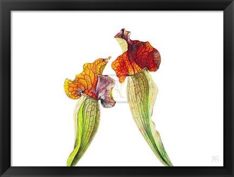 Framed Rosie Sanders - Pitcher Plants I [Ed 99] Print