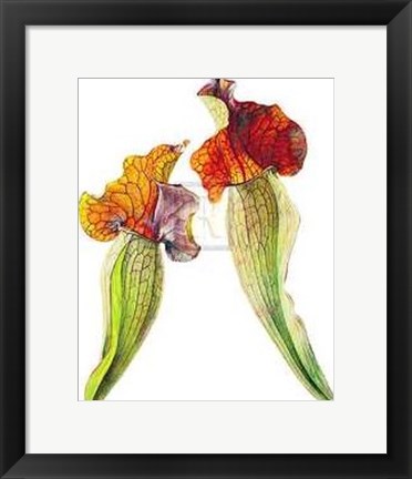 Framed Rosie Sanders - Pitcher Plants I [Ed 99] Print