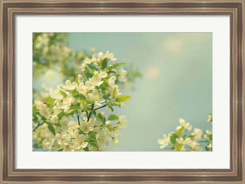 Framed Spring Beauty I Print