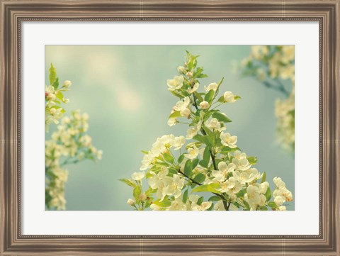 Framed Spring Beauty II Print